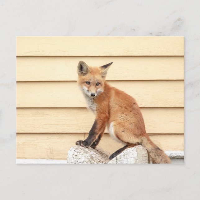 Red Fox Kit in The Hudson Valley Postcard (Front)