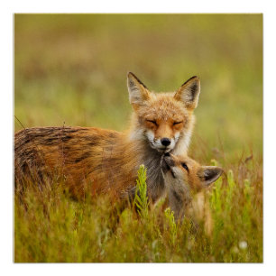 Red Fox Kit Looking Up to Momma Vixen Poster