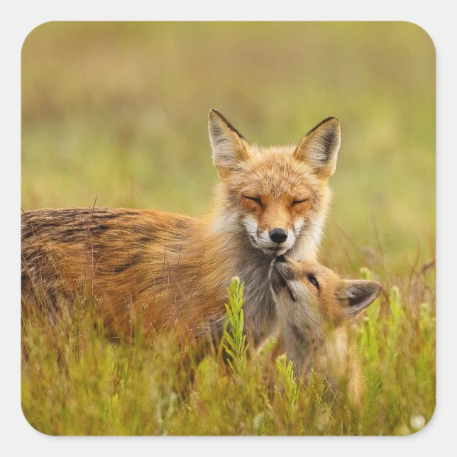 Red Fox kit Looking up To Momma Vixen Stickers (Front)