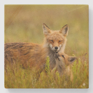 Red Fox Kit Looking Up to Momma Vixen Stone Coaster