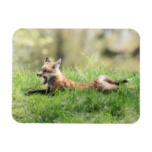 Red Fox Kit Magnet