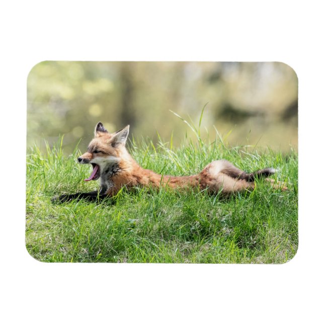Red Fox Kit Magnet (Horizontal)