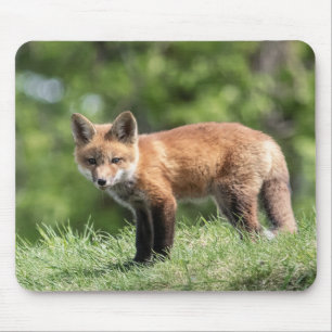Red Fox Kit Mouse Pad