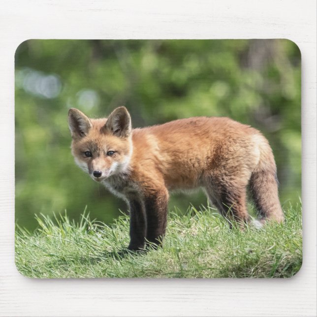 Red Fox Kit Mouse Pad (Front)