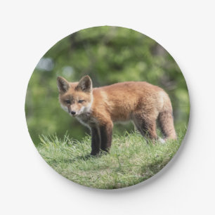 Red Fox Kit Paper Plate