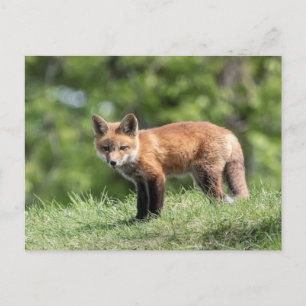 Red Fox Kit Postcard