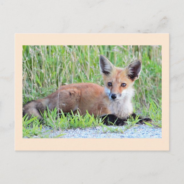 Red Fox Kit Postcard (Front)