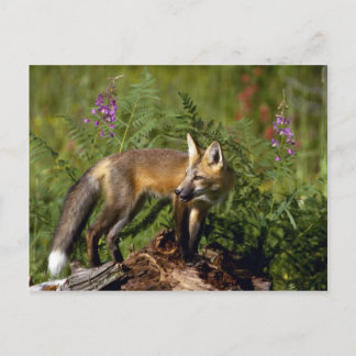 Red Fox kit Postcard