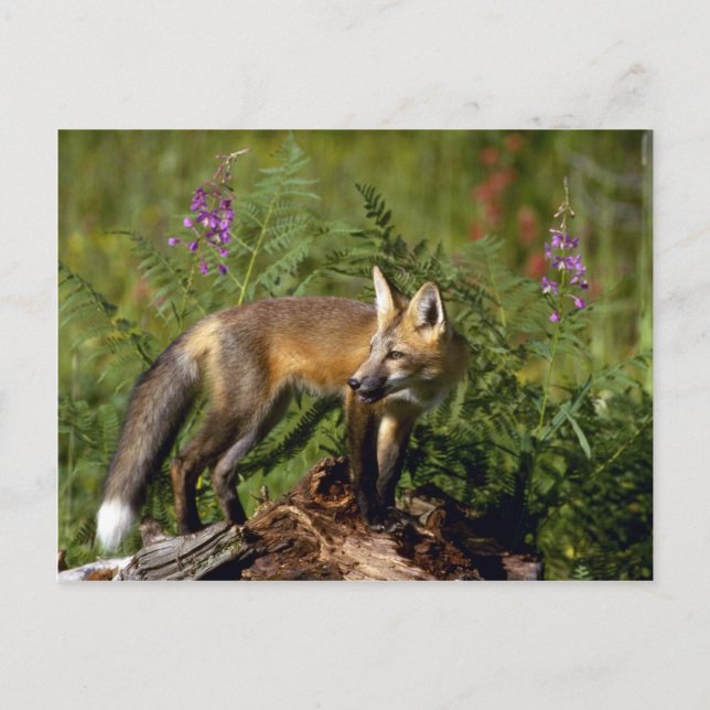 Red Fox kit Postcard (Front)