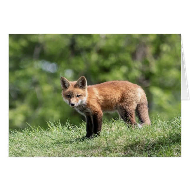 Red Fox Kits (Front Horizontal)