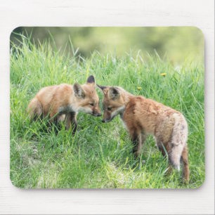 Red Fox Kits Mouse Pad