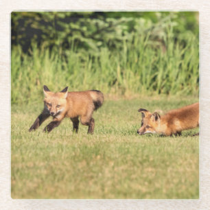 Red Fox Kits Playing Glass Coaster