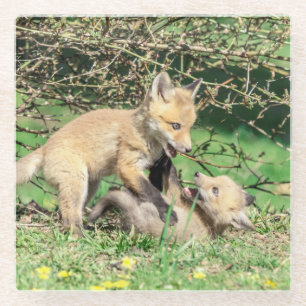 Red Fox Kits Playing Glass Coaster