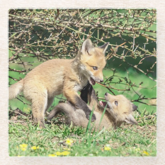 Red Fox Kits Playing Glass Coaster (Front)