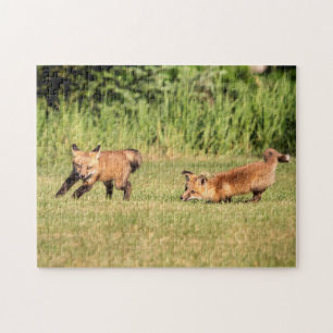 Red Fox Kits Playing Jigsaw Puzzle