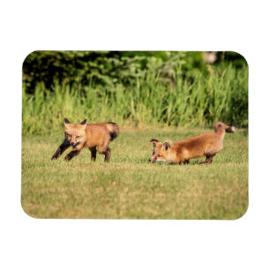 Red Fox Kits Playing Magnet