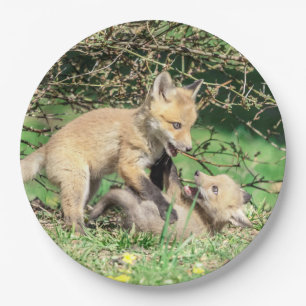 Red Fox Kits Playing Paper Plate
