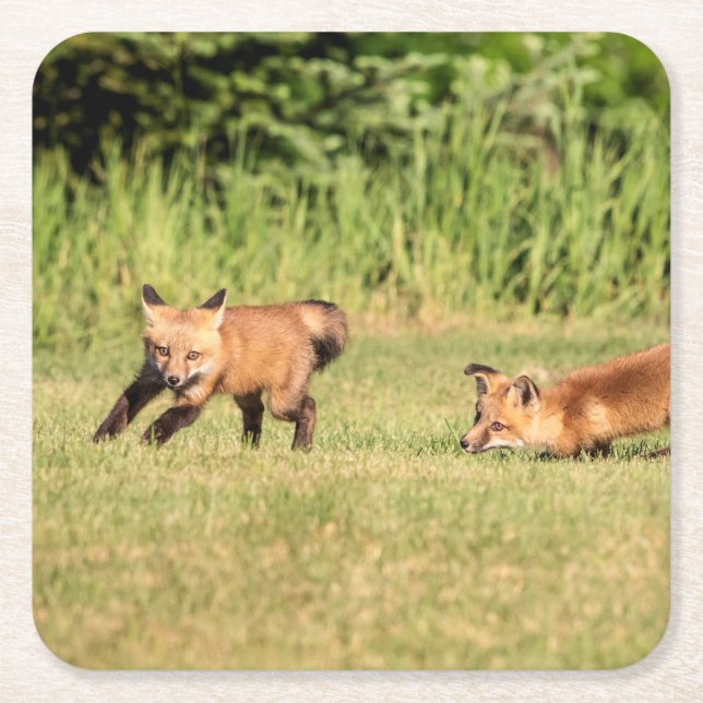 Red Fox Kits Playing Square Paper Coaster (Front)