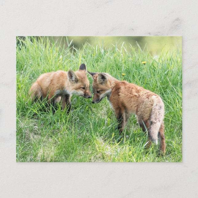 Red Fox Kits Postcard (Front)