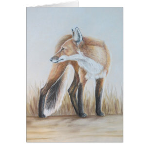 Red Fox Looking Back