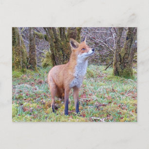Red Fox Looking Up Holiday Postcard