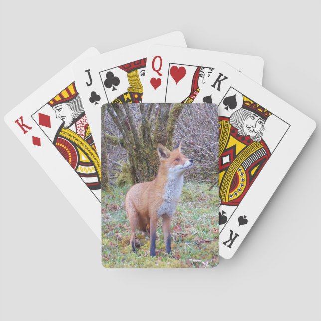 Red Fox Looking Up  Playing Cards (Back)