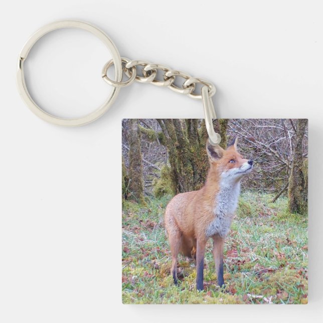 Red Fox Looking Up Wildlife Woodland Animal Nature Key Ring (Front)