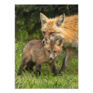 Red Fox Mother and Youngster Photo Print