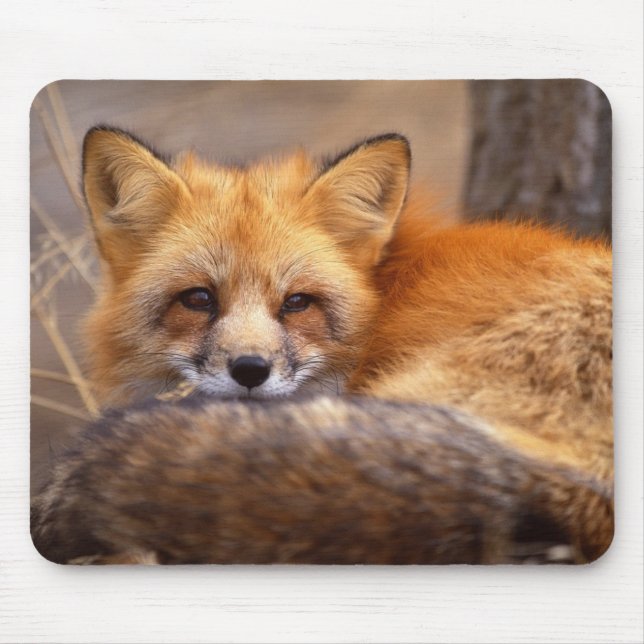 Red Fox Mouse Pad (Front)