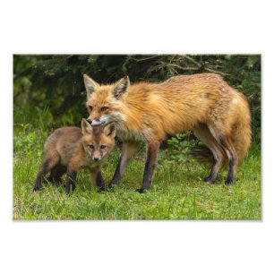Red Fox Mum and Youngster Photo Print
