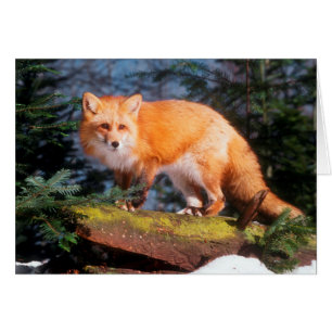 Red Fox on a log