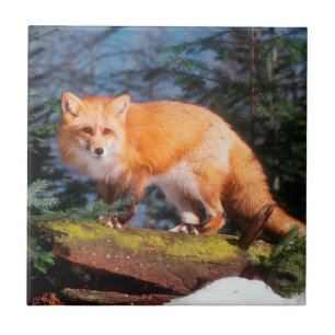 Red Fox on a log Ceramic Tile