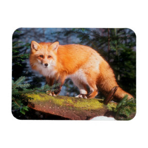 Red Fox on a log Magnet