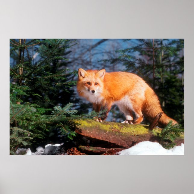 Red Fox on a log Poster (Front)
