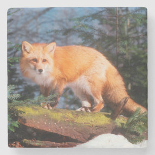 Red Fox on a log Stone Coaster