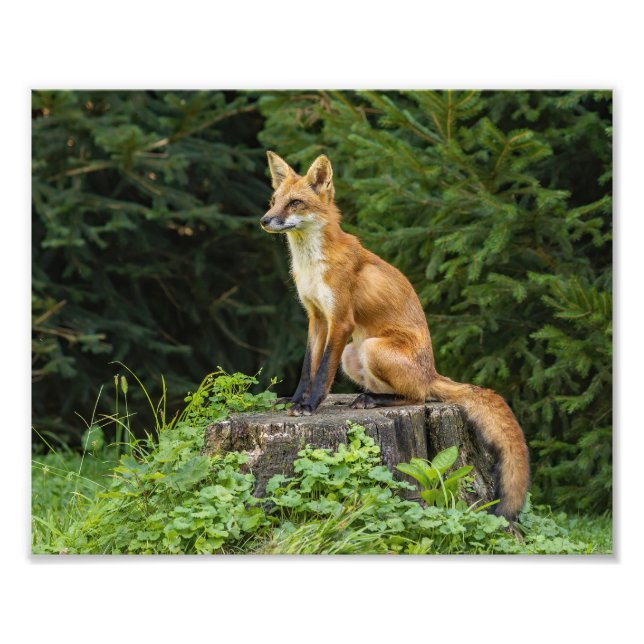 Red Fox On A Pedestal  Photo Print (Front)