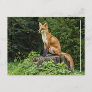 Red Fox On A Pedestal Postcard