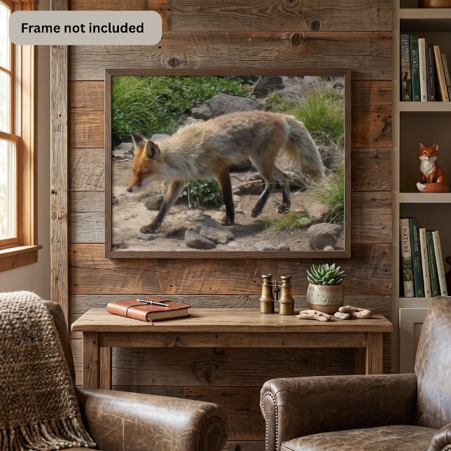 Red Fox on a Rocky Trail - Wildlife Photography Poster (Creator Uploaded)