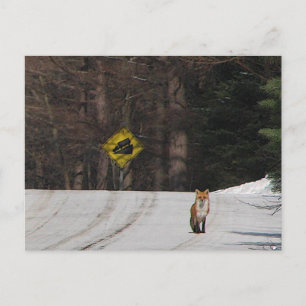 Red Fox on Hilltop Postcard
