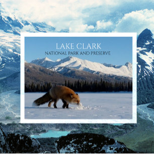 Red Fox on Snowy Lake Telaquana, Lake Clark, NPP Postcard