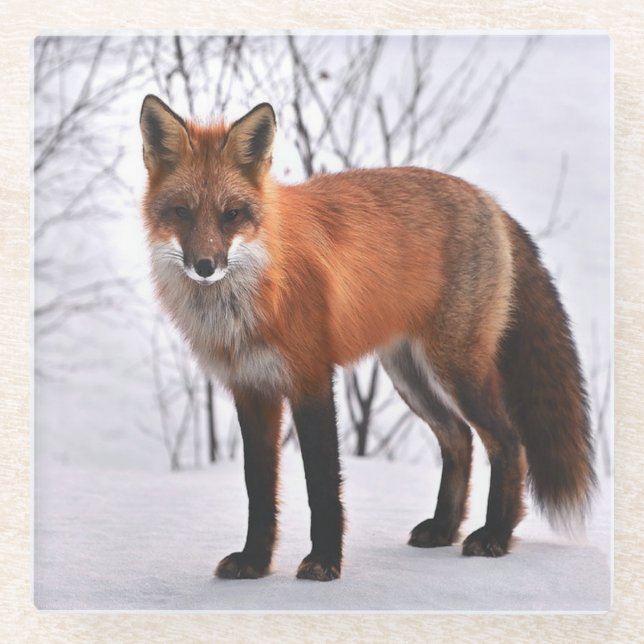 Red fox photo glass coaster (Front)