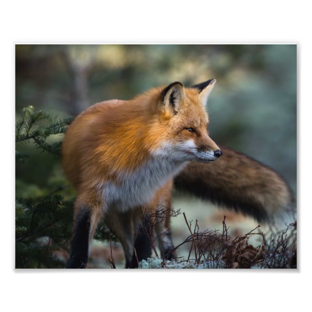 Red Fox Photo Print (Front)
