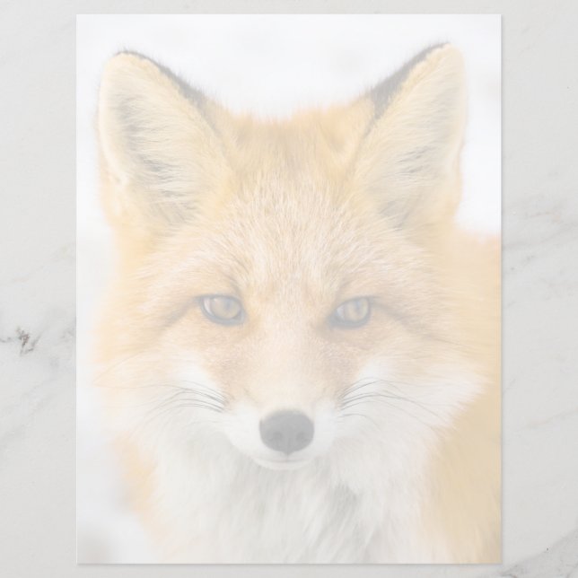 Red Fox Portrait (Front)