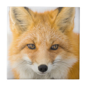 Red Fox Portrait Ceramic Tile