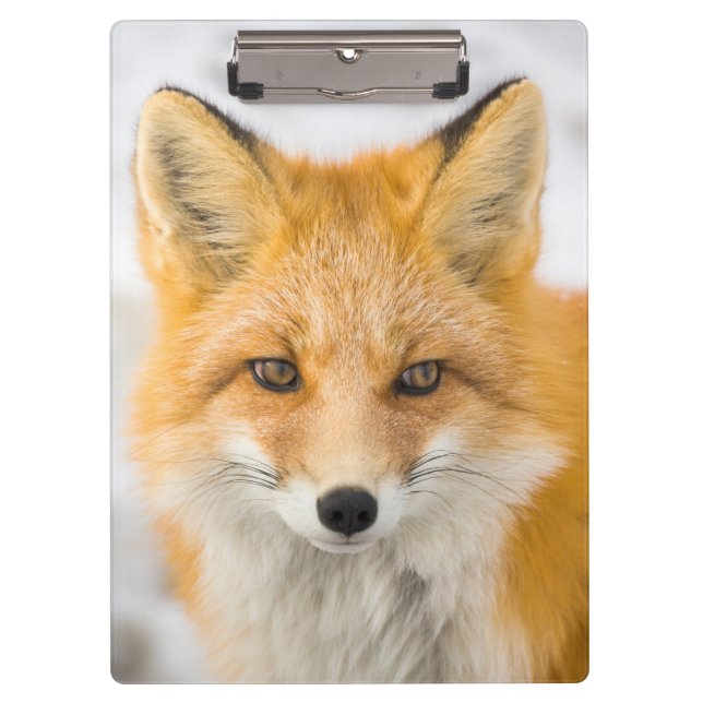 Red Fox Portrait Clipboard (Front)