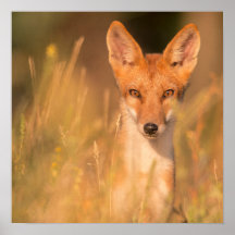 Red Fox Portrait in Golden Grass