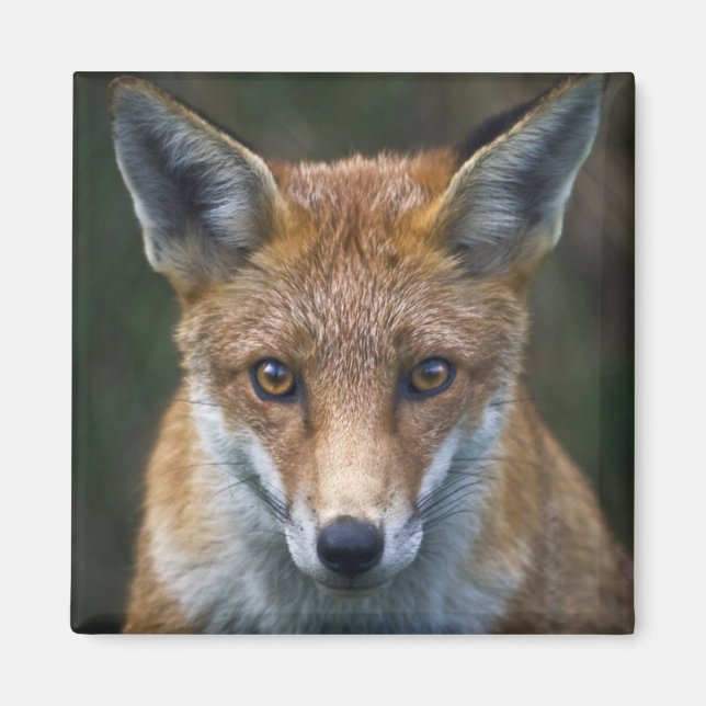 Red Fox Portrait Magnet (Front)
