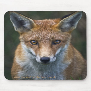 Red Fox Portrait Mousemat
