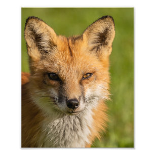 Red Fox Portrait Photo Print