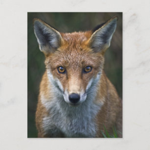 Red Fox Portrait Postcard
